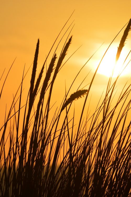 sunset grass blades of grass