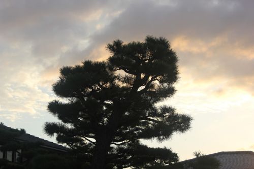 sunset pine tree tree