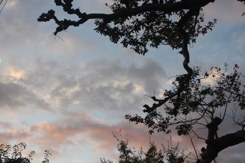 sunset tree branches