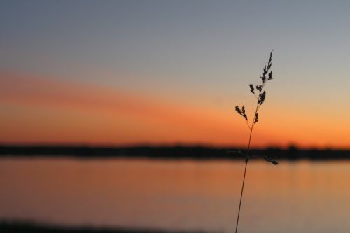 sunset grass sun