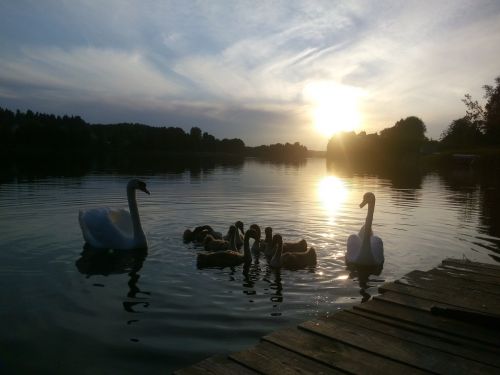 sunset lake swans