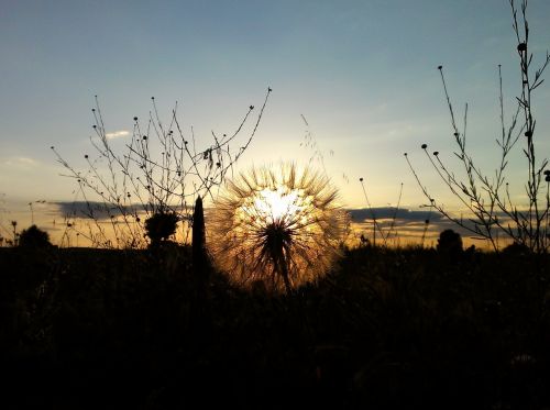 sunset field backlight