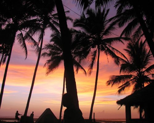 sunset palm trees india