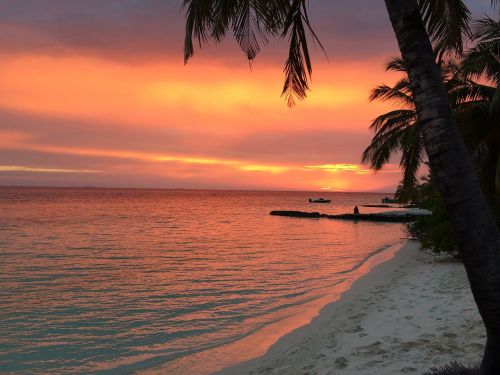 sunset palm trees evening sky