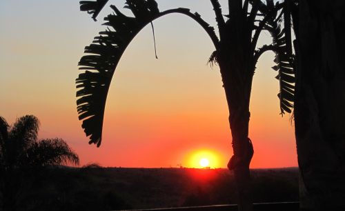 Sunset And Palm Tree