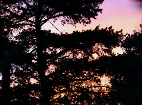 Sunset And Tree