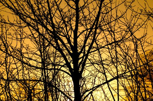 Sunset And Tree