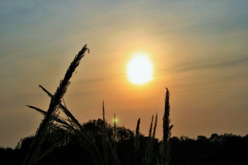 Sunset And Wild Grass