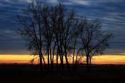 Sunset Behind Trees