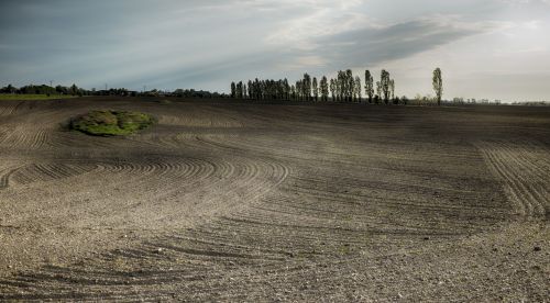 Sunset Field