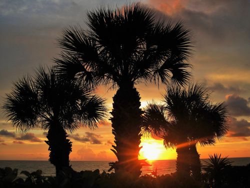 sunset in florida fan palm atmospheric