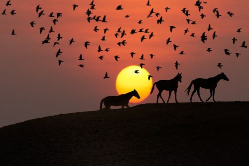 sunset landscape bird silhouette