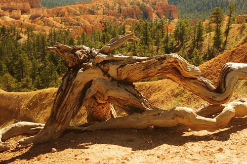 sunset point gnarled wood  bryce  canyon