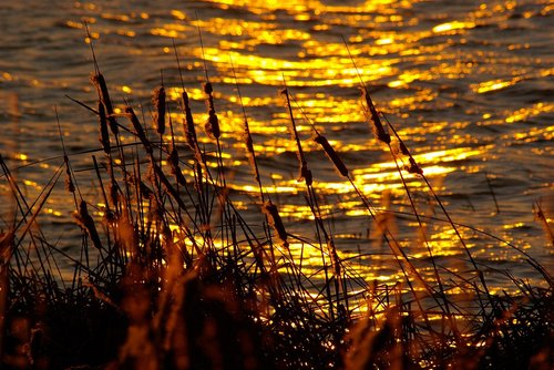 sunset reflections on water  cattails  water
