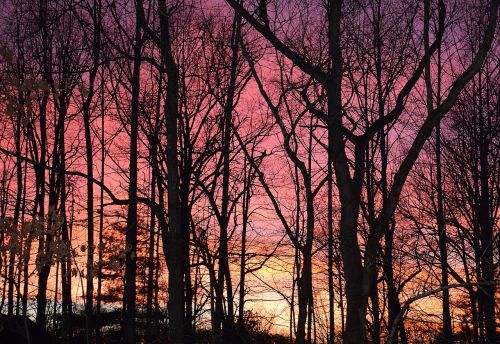 sunset through the trees sunset winter