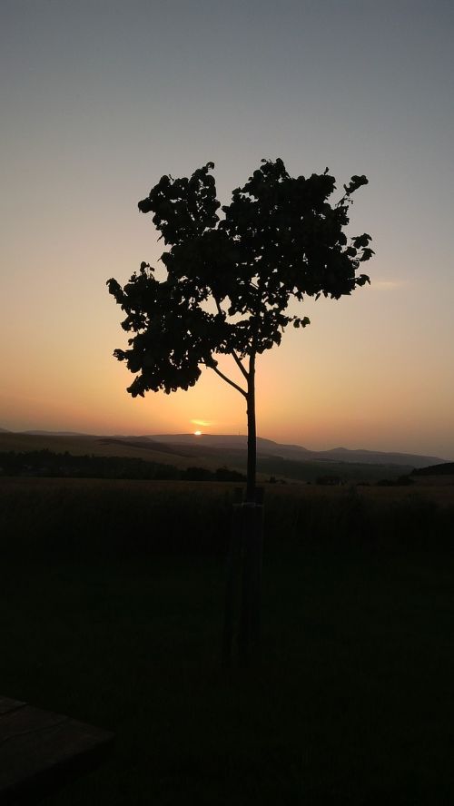 sunset tree in the evening wood