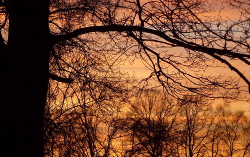 sunset tree evening sky mood