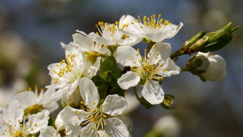 sunshine spring the spring messengers