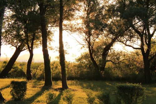 sunshine trees light and shadow