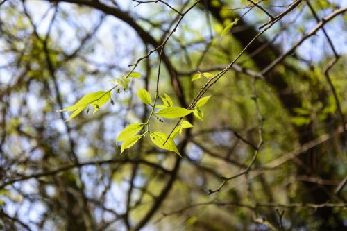 sunshine the leaves spring