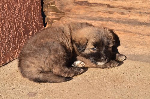 sunshine puppy fauna