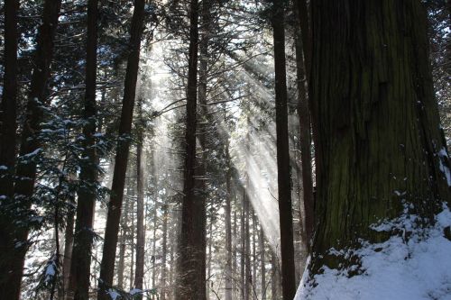 sunshine tree forest