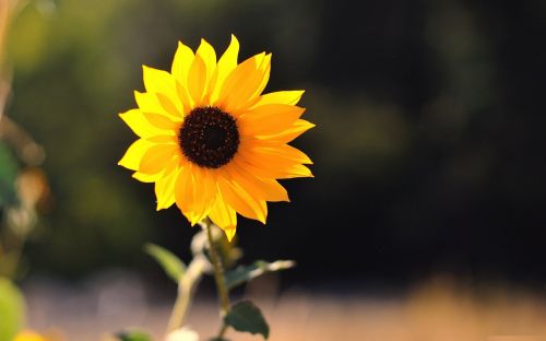 sunshine flowers sunflower