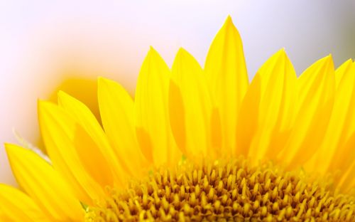 sunshine flowers sunflower