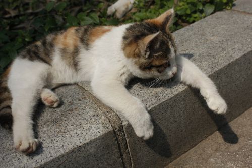 sunshine kitty paw