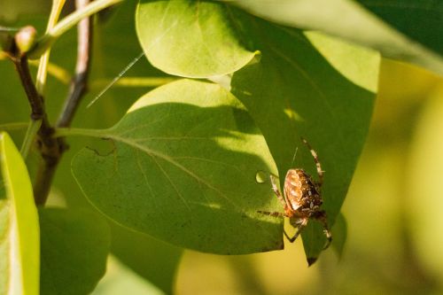 sunshine spider insect