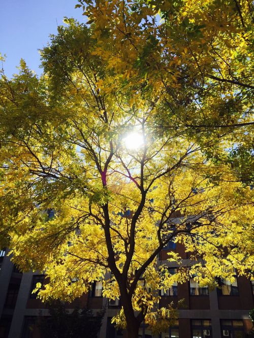 sunshine tree yellow