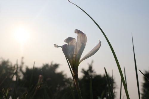 sunshine flowers strong