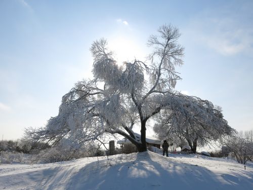 sunshine snow and ice hanging tree