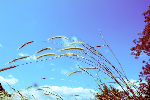 sunshine plants blue