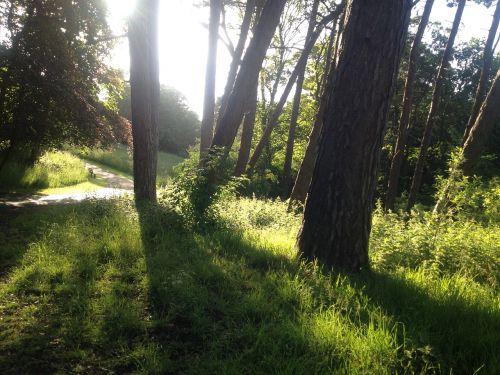 sunshine sunset path