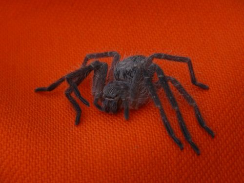 superaraña arachnid hairy spider