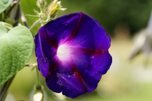 superb thread violet summer flower