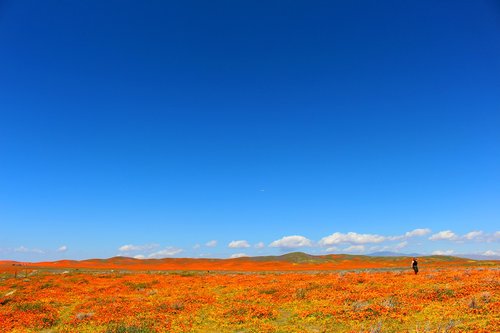 superbloom  poppies  california