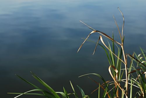 surface reeds pond