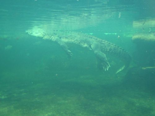 surfacing crocodile alligator under water wild animals