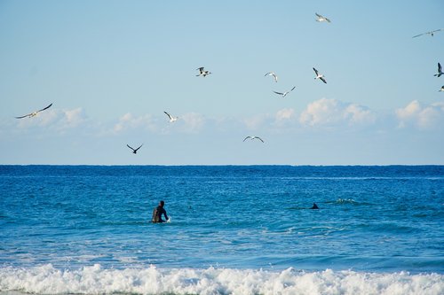 surfer  dolphin  birds