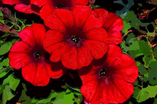 surfinia red surfinia flowers