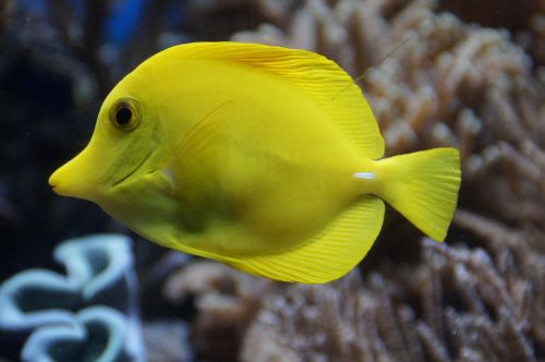 surgeonfish fish yellow