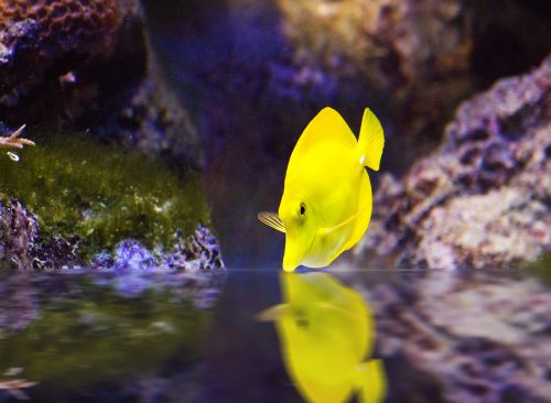 surgeonfish fish yellow
