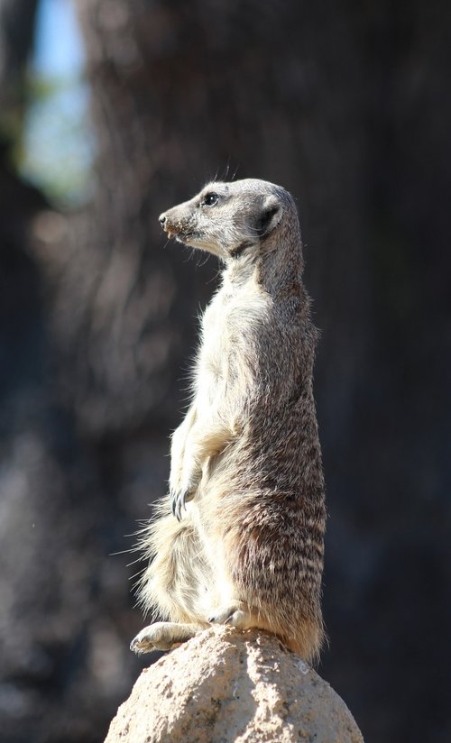 suricate  meerkat  animal