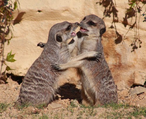 suricate  meerkat  animal