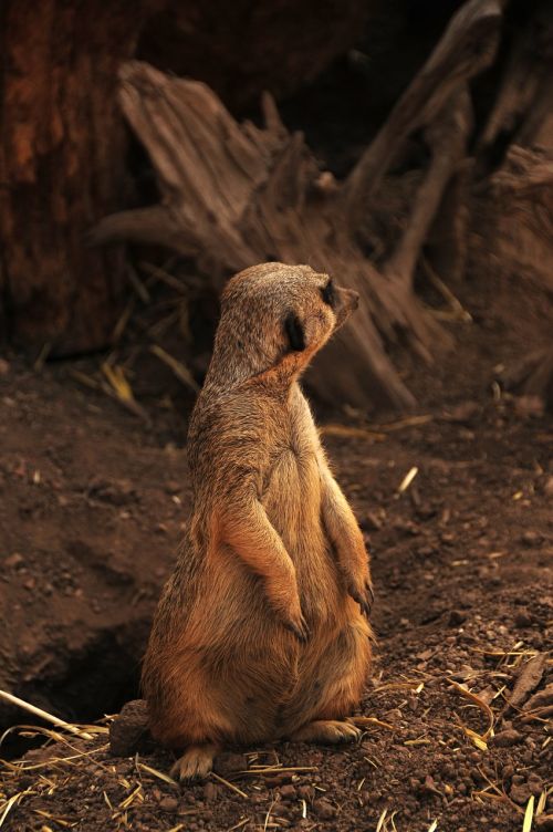 suricate meerkat africa