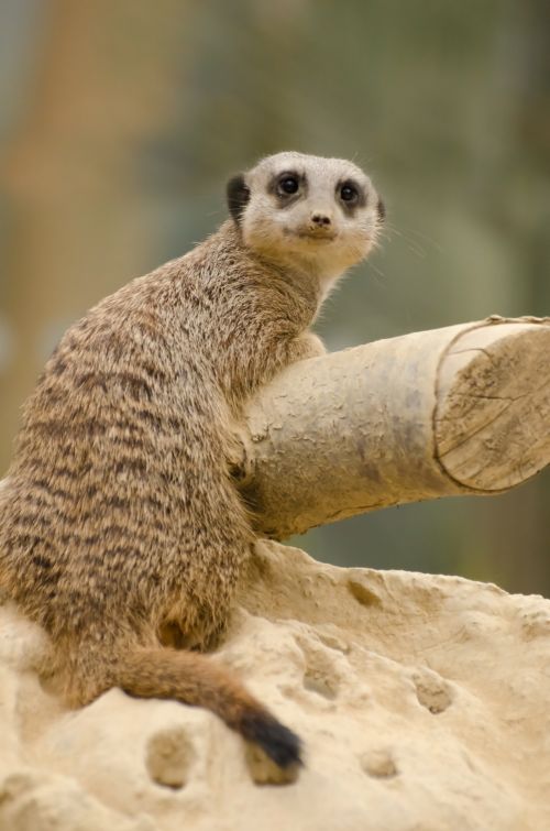 Suricate Or Meerkat Sitting