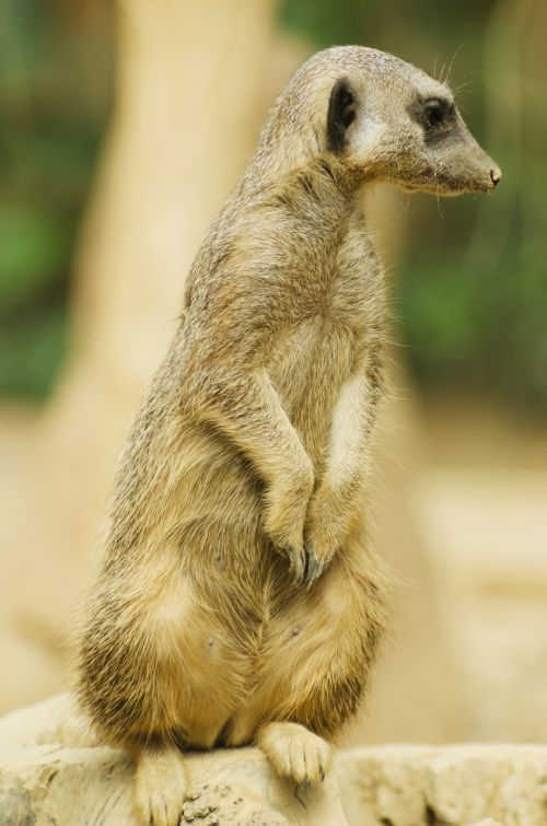 Suricate Or Meerkat Sitting