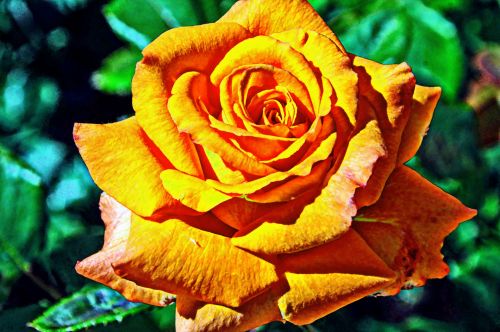 Surreal Orange Rose